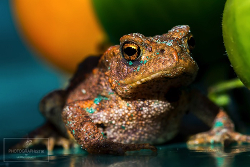2016 - Larme de grenouille